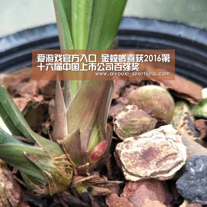 爱游戏官方入口_金螳螂喜获2016第十六届中国上市公司百强奖(图1) 爱游戏官网