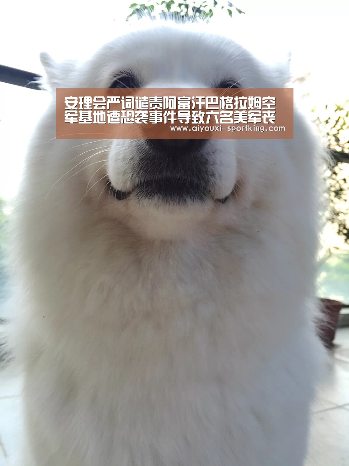 安理会严词谴责阿富汗巴格拉姆空军基地遭恐袭事件导致六名美军丧生“爱游戏体育官方网站”(图1) 爱游戏官网